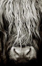 Load image into Gallery viewer, Nordic Black and White Cow Portrait