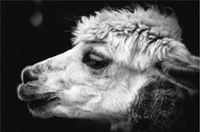 Load image into Gallery viewer, Black and White Alpaca Photography