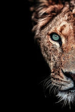 Load image into Gallery viewer, Lion And Lioness Wall Art Photography

